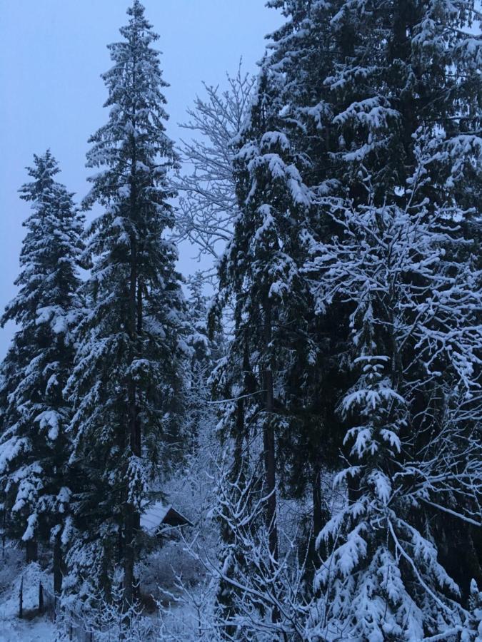 Willa Belle Epoque Zakopane Eksteriør billede